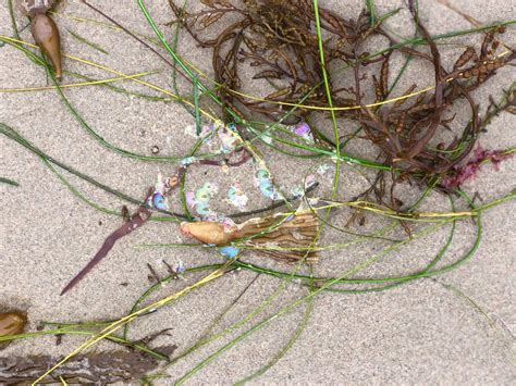 Unlocking the Nutritional Power of Seaweed at Rockaway Beach